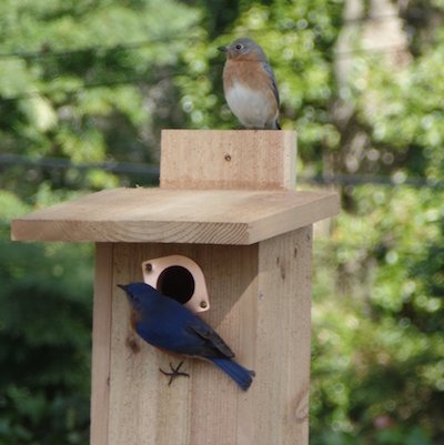 Watch Live Nestbox Activity from 4 Nestboxes!