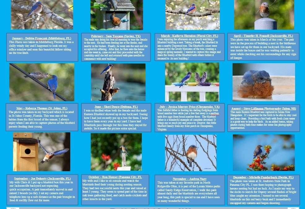 2023 Calendar Contest Florida Bluebird Society
